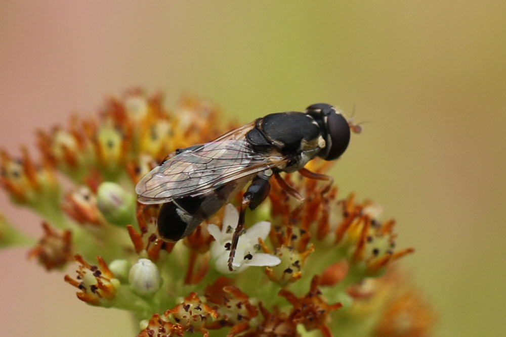 Syritta... pipiens